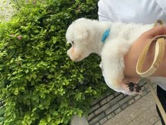 -格蕾宠物医院24H·猫科·肿瘤科·骨科中心(福州总院)