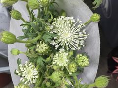 -循礼门鲜花花市(武汉循礼门店)