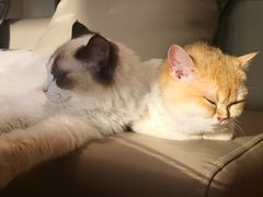 -猫腻·猫咖·撸猫馆(星光大道店)