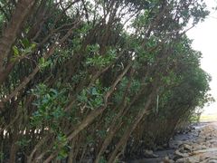 -宝安西湾红树林湿地公园