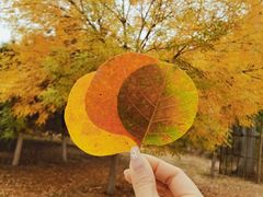 -永定河休闲森林公园