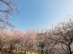 -桃花堤公园