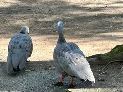 -可伦宾野生动物保护区