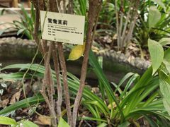 -呀路古热带植物园