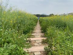 -光明小镇欢乐田园
