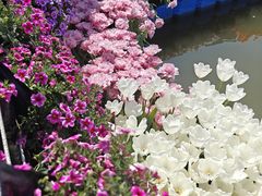 -上海鲜花港