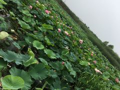 -荷塘月色湿地公园·向阳花洲