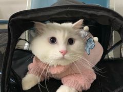 -北京观赏动物医院·24小时大型综合·猫专科·异宠专科