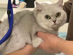 -艾吉宠物医院·疑难杂症转诊中心·猫友好(碧江路院)