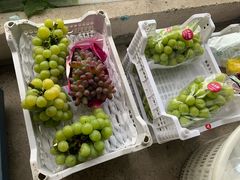 -马陆小张葡萄园农家乐