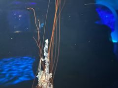 -欢乐海岸海洋奇梦馆