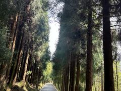 -武陵山森林公园