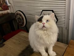 -猫小院猫主题咖啡厅(北锣店)