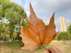 -后襄河公园