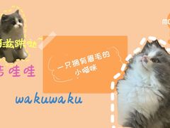 -屋虎猫馆(宝安大仟里店)