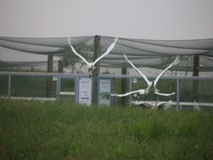 -盐城丹顶鹤湿地生态旅游区