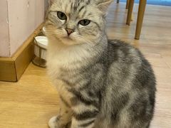-猫咪派对(江南西店)