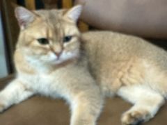 -猫爪屋猫咖(乐汇城店)