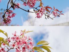 -无量山自然风景保护区