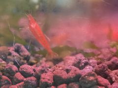 -上海大自然野生昆虫馆(东方明珠·爬宠昆虫探索中心)