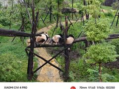 -成都大熊猫繁育研究基地