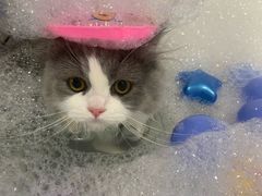 -车接车送·寄养洗护·德文猫舍(大宁店)