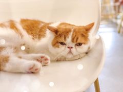 -飞行喵MR PILOT|猫舍·猫咖(静安大融城店)