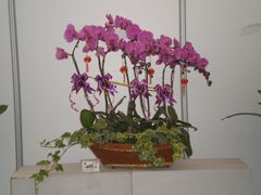 花展-西安世博园