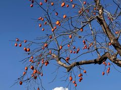 -楠溪江风景名胜区