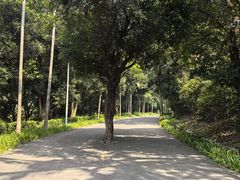 -紫马岭公园