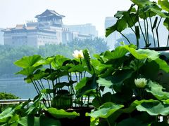 -莲花池公园