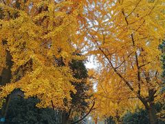 -四川大学(华西校区)