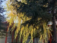 -哈尔滨极乐寺