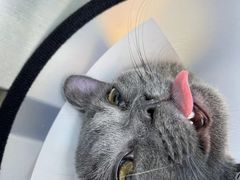 -关爱宠物医院·猫科中心·消化科(滨湖万达分院)