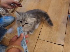 -猫咪派对(江南西店)