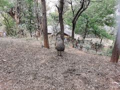 -昆明动物园