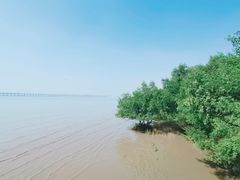 -宝安西湾红树林湿地公园