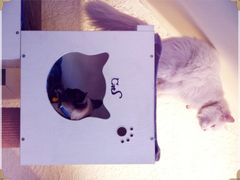 猫猫-Sirena海妖日咖夜酒