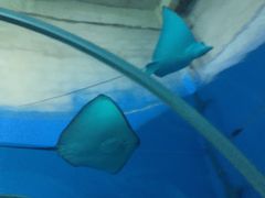 iphone_upload_pic-北戴河圣蓝海洋公园