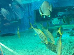 -北戴河圣蓝海洋公园