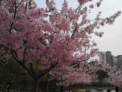 -新江湾城公园
