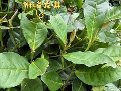 -十八棵（老龙井）御茶园(老龙井店)