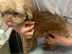 -宠福鑫康馨动物医院·骨科·眼科