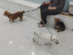 -纳吉亚猫专科动物诊疗中心(蒋宅口分院)