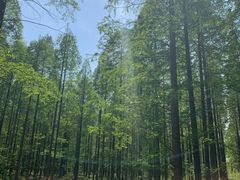 -黄海国家森林公园