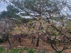 -北京鹫峰国家森林公园