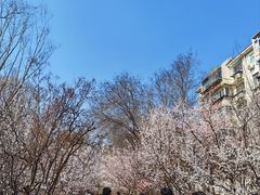 -桃花堤公园