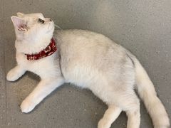 -飞行喵MR PILOT|猫舍·猫咖(静安大融城店)