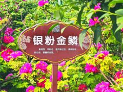 -洛阳市牡丹公园
