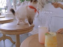 用餐区-共舞时光猫咖·狗咖(新街口店)